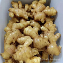 Wholesale 10kg PVC Box Bulk Fresh Ginger 250g